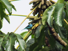 Tangara labradorides