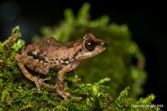 Anil's Bush Frog photo 2