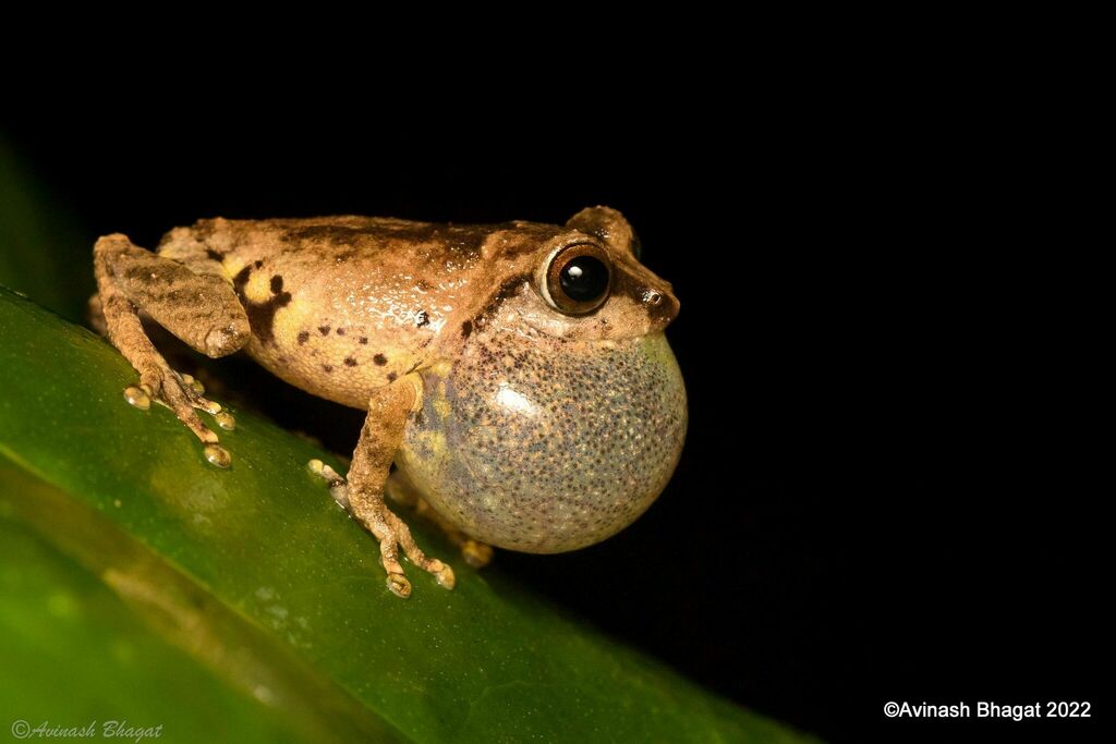 Bush Frogs