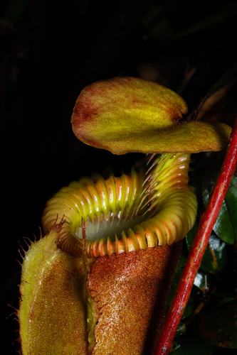 Nepenthes villosa