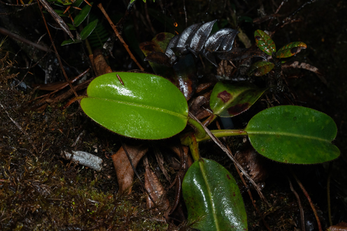 Nepenthes villosa