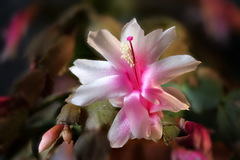Schlumbergera truncata