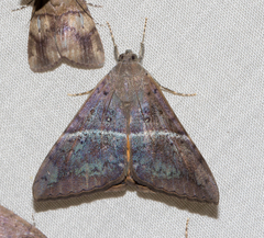 Oxyodes tricolor