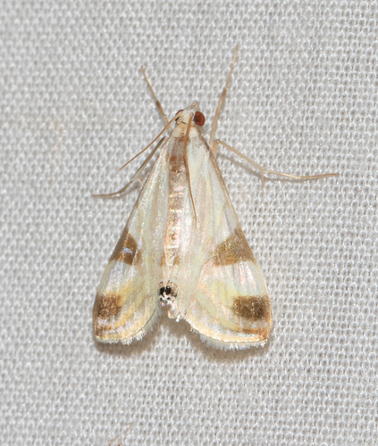 Fig Leaf Moth