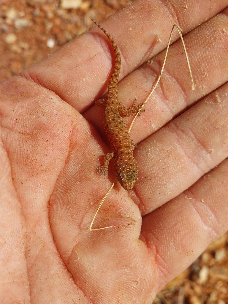Small-Spotted Mid-West Rock Gecko