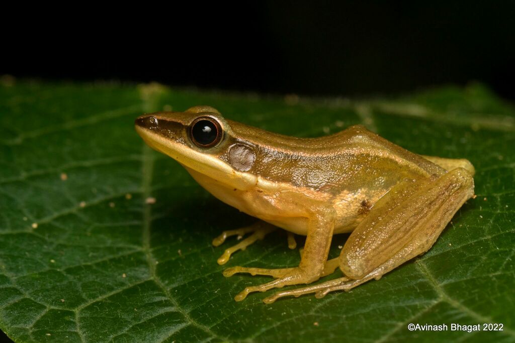 Rao's Intermediate Golden-backed Frog
