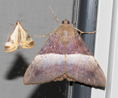 Oxyodes tricolor