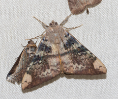 Oxyodes tricolor