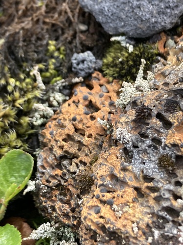 šáločkovité (Lecideaceae)