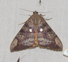 Oxyodes tricolor