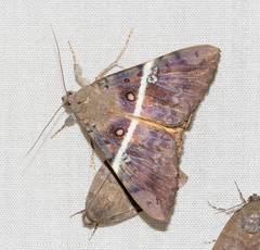 Oxyodes tricolor