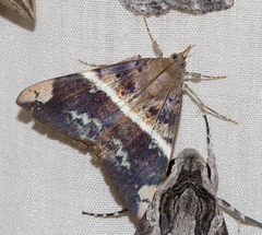 Oxyodes tricolor