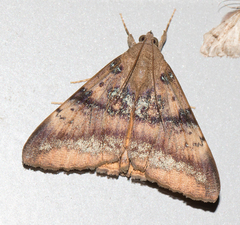 Oxyodes tricolor