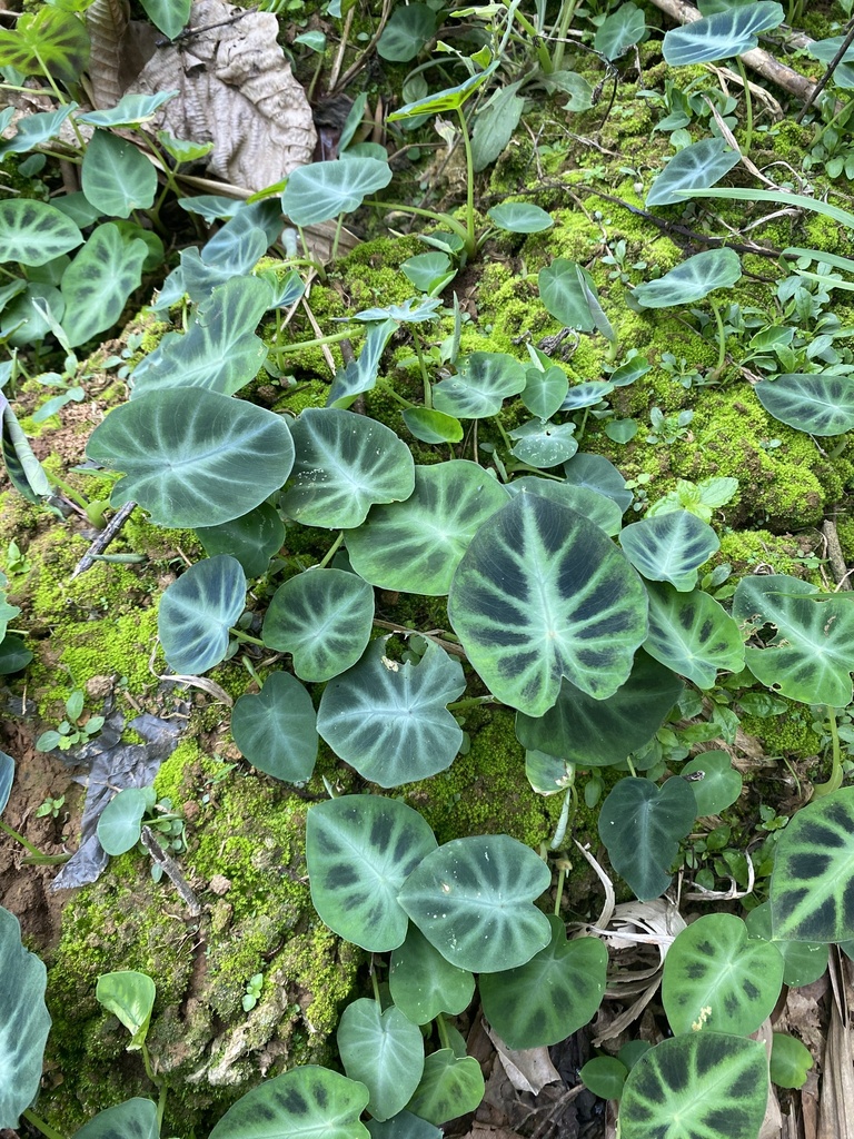 East-Himalayan Decorated Taro