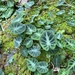 East-Himalayan Decorated Taro - Photo (c) xtbg-eec, some rights reserved (CC BY-NC), uploaded by xtbg-eec