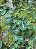 East-Himalayan Decorated Taro - Photo (c) xtbg-eec, some rights reserved (CC BY-NC), uploaded by xtbg-eec