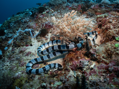 Yellow-lipped Sea Krait — seen at this dive site