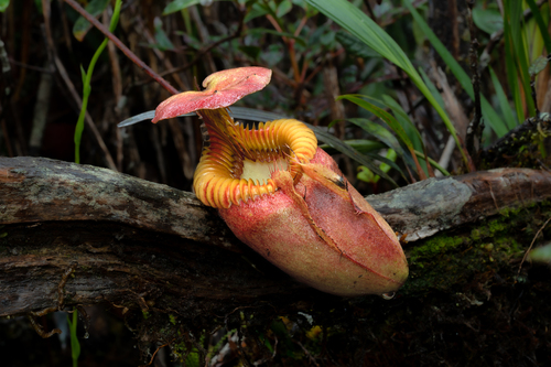 Nepenthes villosa