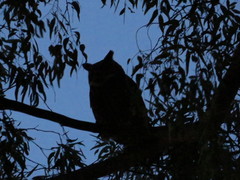 Bubo virginianus nacurutu