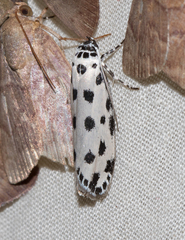 Ethmia sphaerosticha
