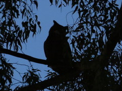 Bubo virginianus nacurutu