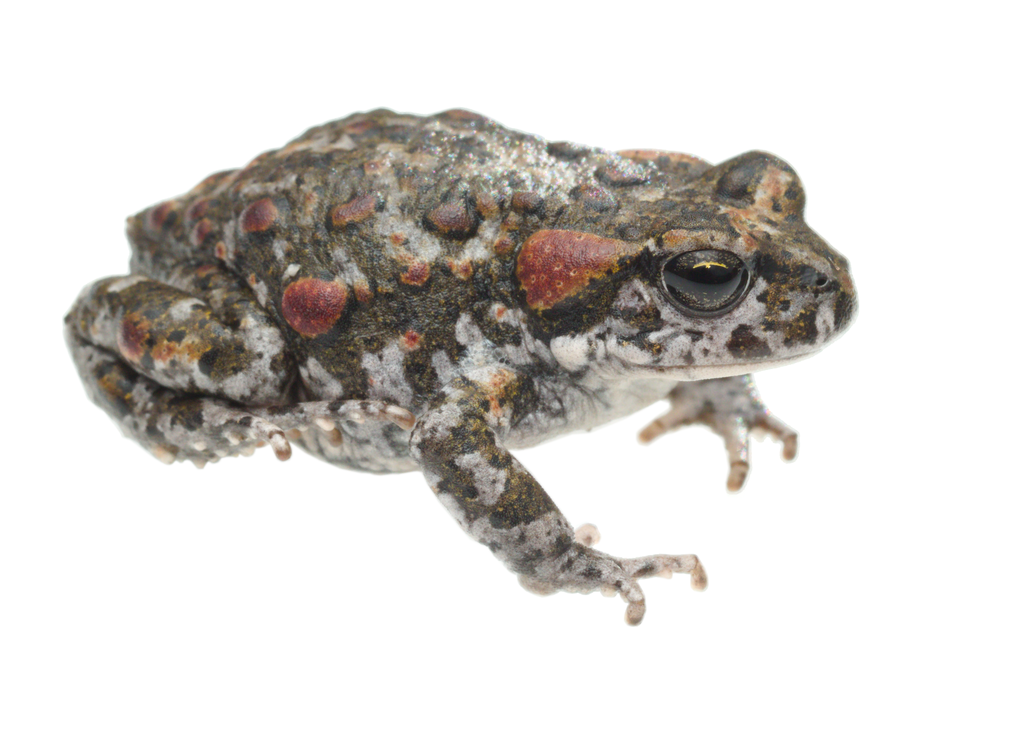 Tradouw's Mountain Toad