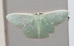 Prasinocyma iosticta