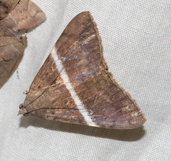 Oxyodes tricolor