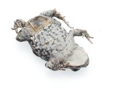 Tradouw's Mountain Toad photo 2