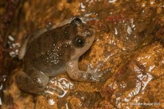 Bombay Night Frog photo 3