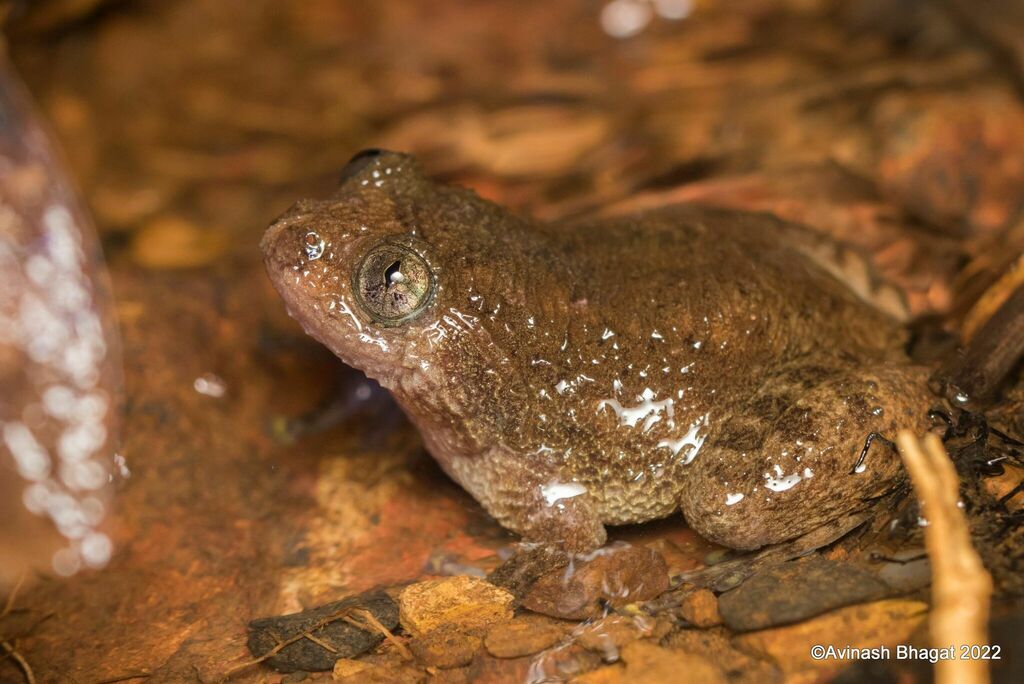 Bombay Night Frog