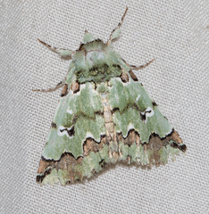 Pansemna beryllodes