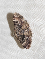 Aporoctena scierodes