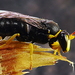 Yellow-collared Masked Bee - Photo (c) Edithvale-Australia Insects and Spiders, some rights reserved (CC BY-NC), uploaded by Edithvale-Australia Insects and Spiders