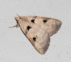 Avatha discolor