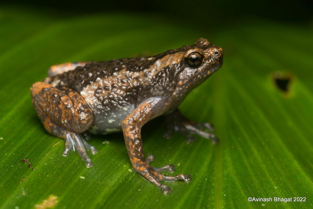 Anamalai Dot Frog