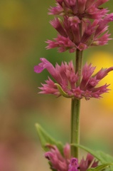Agastache breviflora