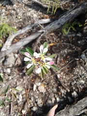 Euphorbia leucocephala