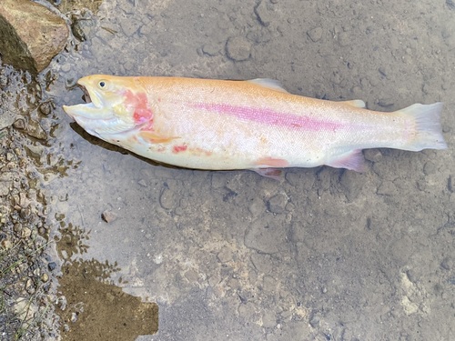 Rainbow trout (Oncorhynchus mykiss) — Salmonidae — 3