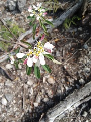 Euphorbia leucocephala