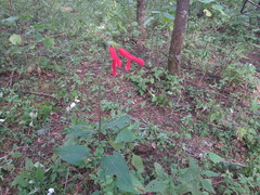 Salvia gesneriiflora