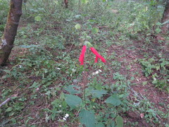 Salvia gesneriiflora