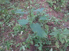 Salvia gesneriiflora