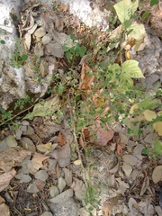 Euphorbia ocymoidea