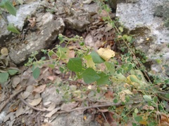 Euphorbia ocymoidea