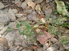 Euphorbia ocymoidea