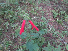 Salvia gesneriiflora