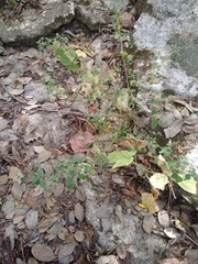 Euphorbia ocymoidea