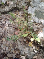 Euphorbia ocymoidea