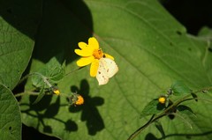 Abaeis salome jamapa